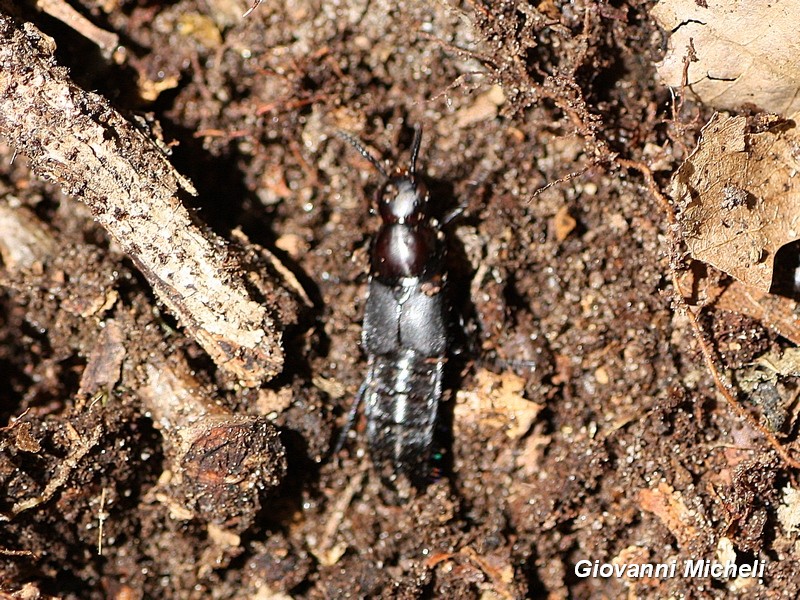 Staphylinidae da ID:   Velleius dilatatus